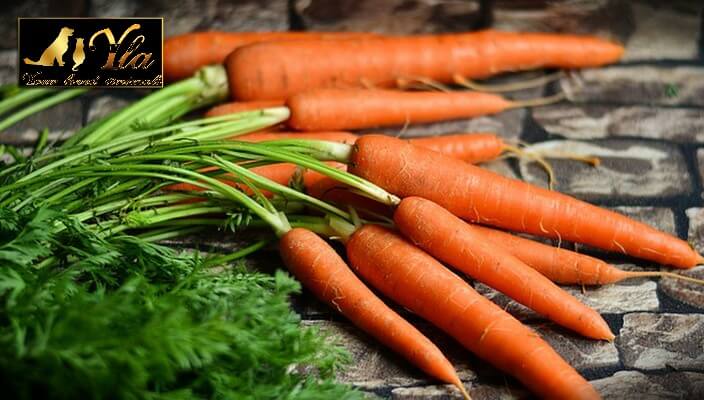 bienfaits-des-legumes-pour-le-chien-et-le-chat-carottes